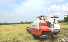 Tiền Giang triển khai dự án sản xuất lúa Global GAP tại phía Đông