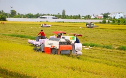 ĐBSCL: Thiếu nhiên liệu cho máy gặt lúa