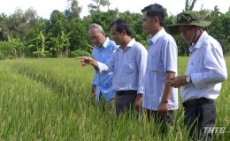 Huyện Cái Bè triển khai mô hình “Sản xuất lúa thương phẩm an toàn”.