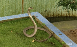 Số ca bị rắn độc cắn tăng cao trong mùa mưa lũ