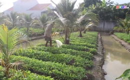 Chuyên đề 28.10: Nông dân phát triển diện tích vườn dừa quá nhiều, khó khăn trong tiêu thụ
