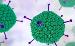 Số trẻ mắc gia tăng, Adenovirus có nguy hiểm?