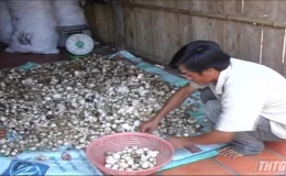 Cái Bè: tăng thu nhập nhờ trồng nấm rơm mùa nước nổi