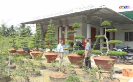 Chuyên đề 15.11- Nghề trồng cây mai nu chiếu thủy mang lại nguồn thu nhập cao cho nông dân xã Long Vĩnh