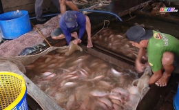 Phát triển nghề nuôi cá lồng bè ở Huyện Cái Bè