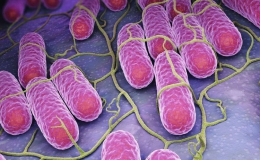 Vi khuẩn salmonella nguy hiểm thế nào?