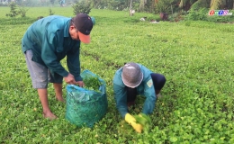 Chuyên đề 11.11 – Nông dân Châu Thành tích cực hưởng ứng phong trào nông dân sản xuất kinh doanh giỏi