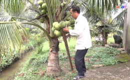 Chuyên đề 6.2 – Nông dân Nguyễn Hữu Tam gần 15 năm gắn bó với cây dừa xiêm xanh cho hiệu quả kinh tế cao.