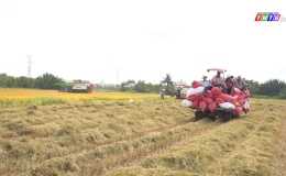 Chuyên đề 24.2 – Nông dân huyện Gò Công Đông phấn khởi thu hoạch vụ lúa Đông xuân 2022-2023.