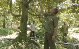 Chuyên đề 28.3 – Cựu chiến binh Nguyễn Văn Lượng thoát nghèo từ mô hình trồng sầu riêng chuyên canh.