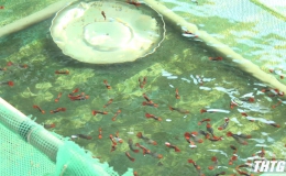 Nông dân Tiền Giang mạnh dạn nuôi cá kiểng, thu lợi nhuận cao