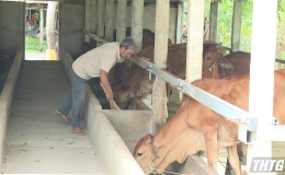 Tân Phú Đông khuyến khích nuôi bò thích ứng với biến đổi khí hậu