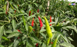 Cây lành trái ngọt “Phát triển vùng chuyên canh ớt ở Bình Ninh Chợ Gạo”