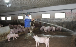 Giá heo hơi tăng cao, vì sao người chăn nuôi vẫn khó tái đàn?