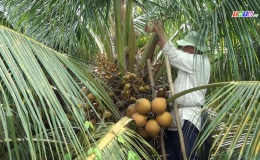 Chuyên đề 11.7 – Hội viên Nông dân xã Thạnh Nhựt nhạy bén chuyển đổi cơ cấu cây trồng với mô hình dừa xiêm chuỗi theo hướng hữu cơ.