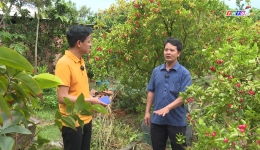Cây lành trái ngọt “Nơi tham quan và mua bán cây cảnh Nguyễn Trí ở Thái Sơn “