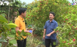 Cây lành trái ngọt “Nơi tham quan và mua bán cây cảnh Nguyễn Trí ở Thái Sơn “