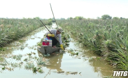 Giá khóm Tân Phước tăng cao, nông dân phấn khởi