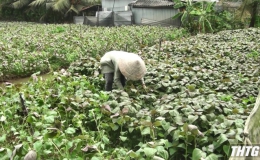 Châu Thành phấn đấu sản xuất được 1.640 ha rau màu an toàn trong năm 2025