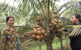 Chuyên đề 22.8 – Gò Công Tây đẩy mạnh chuyển đổi diện tích vườn dừa lão sang vườn dừa xiêm chuỗi cho hiệu quả kinh tế ổn định.
