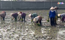 Chuyên đề 29.9 – Thiếu hụt lao động, phụ nữ lớn tuổi vẫn tham gia sản xuất nông nghiệp