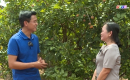 Cây lành trái ngọt “Duyên nợ trồng thanh nhãn ở Tây Ninh”