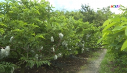 Cây lành trái ngọt “Thăm vườn mãng cầu ở Tây Ninh’