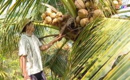 Cây lành trái ngọt “Châu Thành phát triển nông nghiệp VIETGAP”