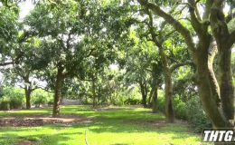 Diện tích vườn và sản lượng trái cây huyện Cái Bè tăng