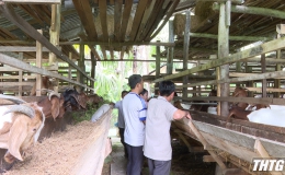 Hiệu quả từ mô hình kinh tế tuần hoàn trong chăn nuôi dê ở huyện Cai Lậy