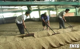 Huyện Cái Bè có 120 lò sấy lúa, đáp ứng nhu cầu trong mùa mưa bão