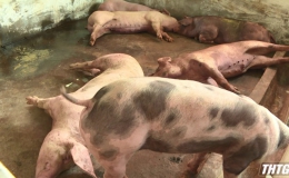 Tiền Giang triển khai quyết liệt các giải pháp ngăn chặn dịch tả lợn Châu Phi