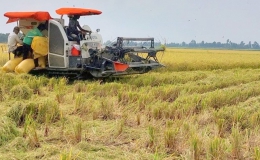 Công nghệ sau thu hoạch mang đến giải pháp tối ưu nâng cao giá trị hạt gạo Việt