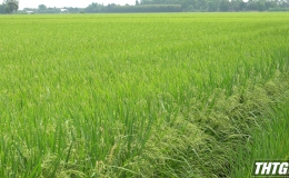 Nông dân Tiền Giang nỗ lực chăm sóc lúa đẻ nhánh