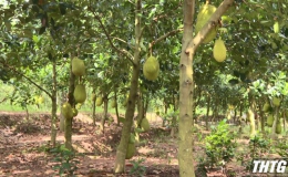 Tiền Giang chủ động bảo vệ 35.000 ha cây ăn trái chịu mặn kém