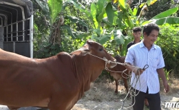 Trao bò giống cho người dân có hoàn cảnh khó khăn huyện Cái Bè