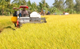 Liên kết trồng lúa dễ đứt gãy ở ĐBSCL – bài toán hài hòa lợi ích
