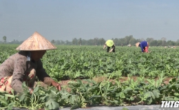 Nông dân Cái Bè trồng hơn 1.000 ha dưa hấu phục vụ Tết