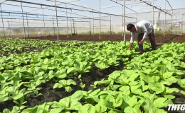 Tiền Giang trồng 1.500 ha rau màu phục vụ Tết Nguyên đán 2024