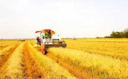 Giá lúa giảm mạnh – Thương lái bỏ cọc, nông dân chạy tìm đầu ra