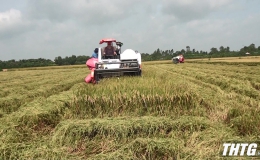 Nông dân Gò Công Đông phấn khởi thu hoạch lúa Đông Xuân