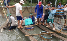 Ngư dân Tiền Giang phấn khởi thu hoạch cá tra vì giá cao sau Tết