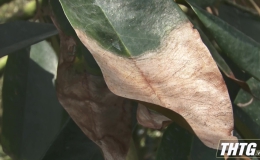 Nông dân cần cảnh giác với bệnh cháy lá đang gia tăng trên cây sầu riêng