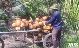 Giá dừa đã tăng nhưng sản lượng giảm nhiều