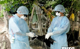 Tiền Giang công bố kết thúc ổ dịch cúm A/H9N2 trên người tại huyện Châu Thành