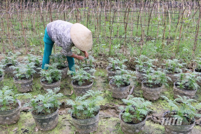 Nông dân chăm sóc hoa  vạn thọ ở làng hoa Mỹ Phong
