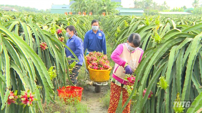 Tiền Giang chọn 3 loại trái cây để hỗ trợ sản xuất và tiêu thụ