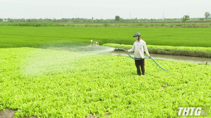Lợi nhuận rau màu dẫn đầu ngành trồng trọt phía Đông tỉnh Tiền Giang