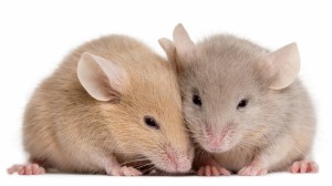 Các nhà khoa học lần đầu tiên tạo ra chuột con từ tế bào của 2 con chuột đực