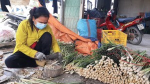 Mùa khô, nông dân Tiền Giang vẫn có nguồn thu nhập khá nhờ trồng rau màu